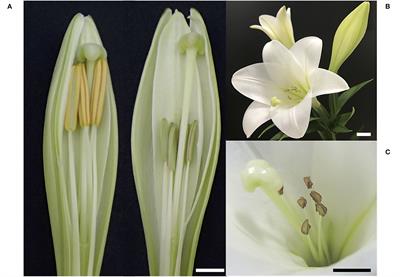 Identification of a Male Sterile Candidate Gene in Lilium x formolongi and Transfer of the Gene to Easter Lily (L. longiflorum) via Hybridization